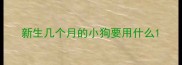 新生几个月的小狗要用什么