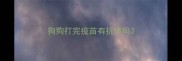 狗狗打完疫苗有抗体吗