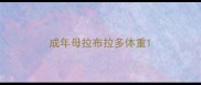 成年母拉布拉多体重