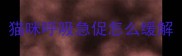 猫咪呼吸急促怎么缓解