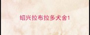 绍兴拉布拉多犬舍