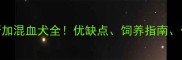 哈士奇阿拉斯加混血犬全优缺点饲养指南价格行情大公开