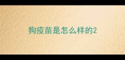 狗疫苗是怎么样的