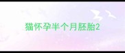 猫怀孕半个月胚胎