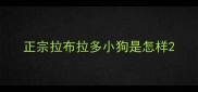 正宗拉布拉多小狗是怎样