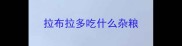 拉布拉多吃什么杂粮