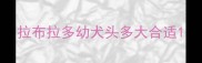 拉布拉多幼犬头多大合适
