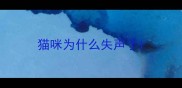 猫咪为什么失声了