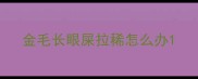 金毛长眼屎拉稀怎么办