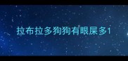 拉布拉多狗狗有眼屎多