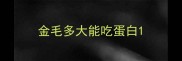 金毛多大能吃蛋白