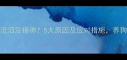 拉布拉多流泪没精神5大原因及应对措施养狗人必看