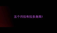 五个月拉布拉多身高