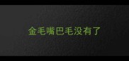 金毛嘴巴毛没有了