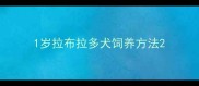 1岁拉布拉多犬饲养方法