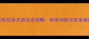 拉布拉多犬游泳全攻略科学训练与安全指南