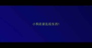 小狗在家乱咬东西