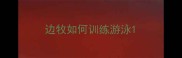 边牧如何训练游泳