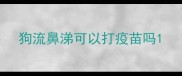狗流鼻涕可以打疫苗吗