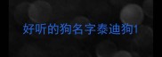 好听的狗名字泰迪狗
