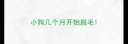 小狗几个月开始脱毛