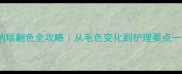 椒盐雪纳瑞翻色全攻略从毛色变化到护理要点一篇说清