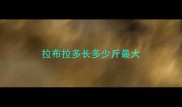 拉布拉多长多少斤最大