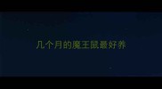 几个月的魔王鼠最好养
