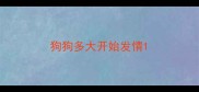 狗狗多大开始发情