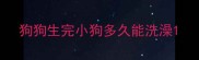 狗狗生完小狗多久能洗澡