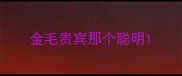 金毛贵宾那个聪明