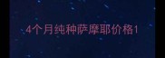 4个月纯种萨摩耶价格