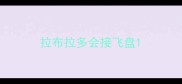 拉布拉多会接飞盘