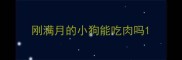 刚满月的小狗能吃肉吗