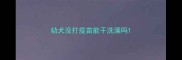 幼犬没打疫苗能干洗澡吗