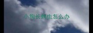 小狗长蜱虫怎么办