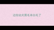 边牧幼犬黑毛串白毛了