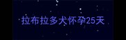 拉布拉多犬怀孕25天