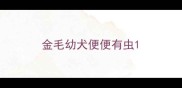 金毛幼犬便便有虫