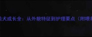 5个月博美犬成长全从外貌特征到护理要点附喂养指南