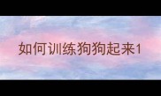 如何训练狗狗起来