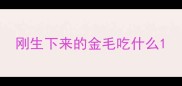 刚生下来的金毛吃什么