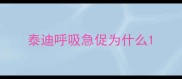 泰迪呼吸急促为什么