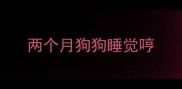 两个月狗狗睡觉哼