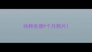 纯种东德9个月照片