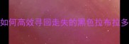 上海寻狗启示如何高效寻回走失的黑色拉布拉多犬附全攻略