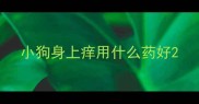 小狗身上痒用什么药好