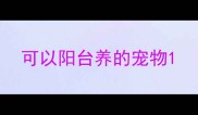 可以阳台养的宠物