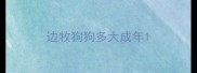 边牧狗狗多大成年