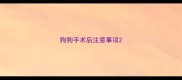 狗狗手术后注意事项